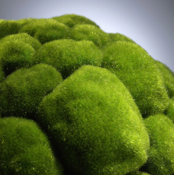 Moss Balls