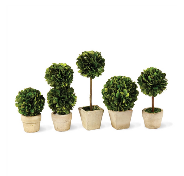 Mini Boxwood Topiaries (set of 5)