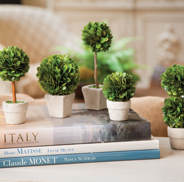 Mini Boxwood Topiaries (set of 5)