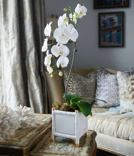 Bamboo Cachepot In Cream