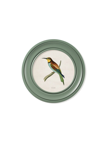 C.1870 Kingfisher and Bee Eater - Round Frame Green - Pair of 2