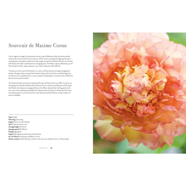 Peonies: Beautiful Varieties For Home & Garden