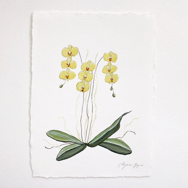 "Dancing Orchids" by Elizabeth Walker