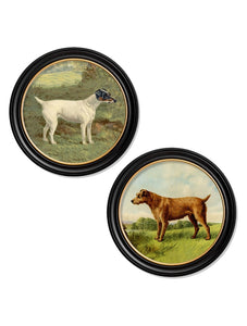 C.1881 Terriers - Round Frame - Set of two