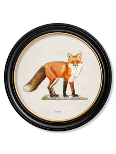 Red Fox - Round Frame