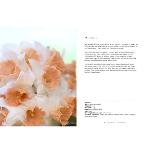 Daffodils: Beautiful Varieties For Home and Garden