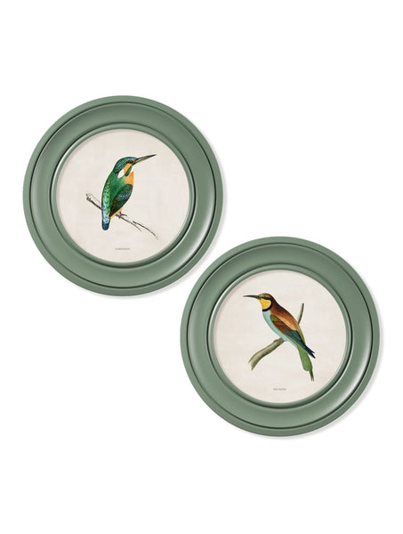 C.1870 Kingfisher and Bee Eater - Round Frame Green - Pair of 2