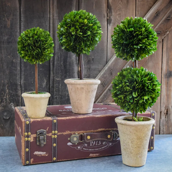 Preserved Boxwood Topiary - Double Ball - 20 Inch
