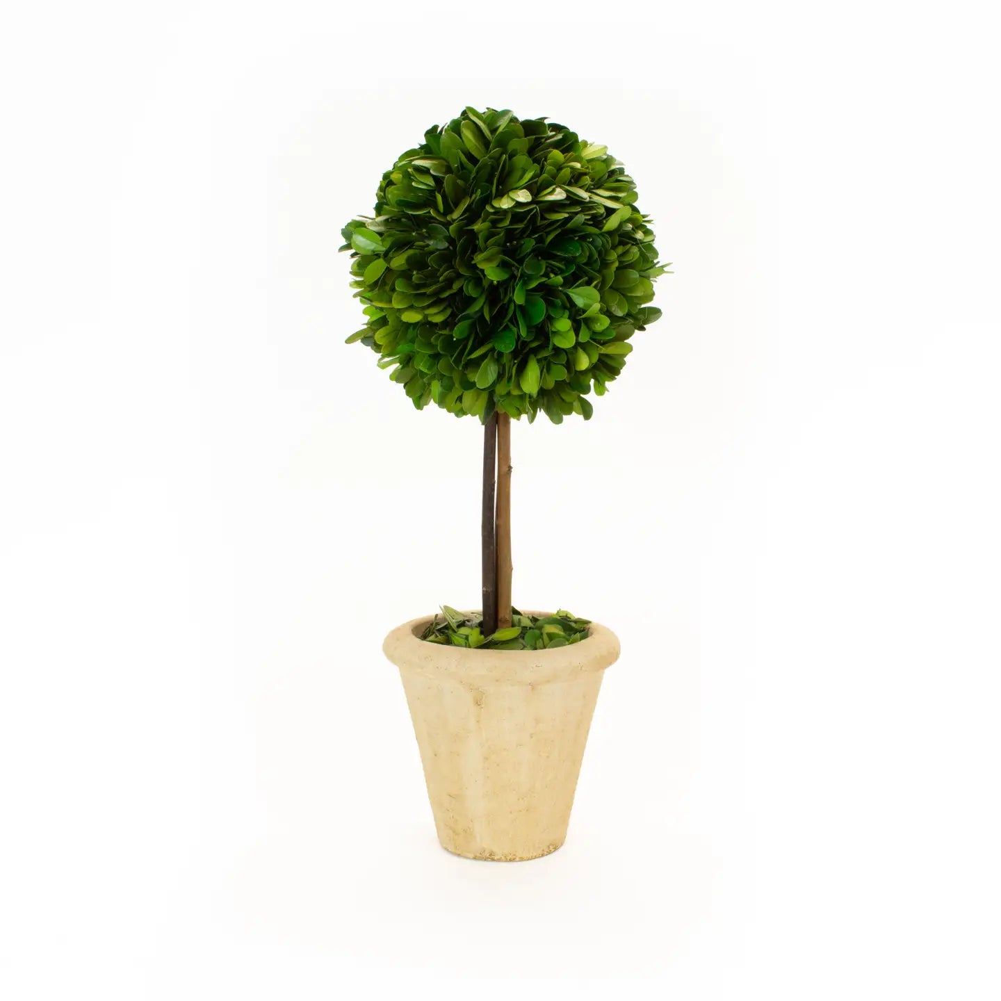 16” Preserved Boxwood