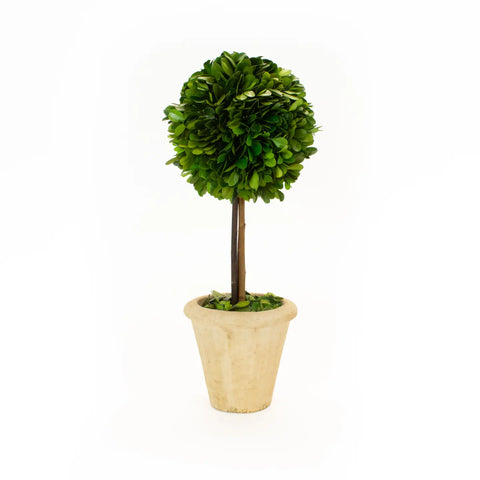 16” Preserved Boxwood