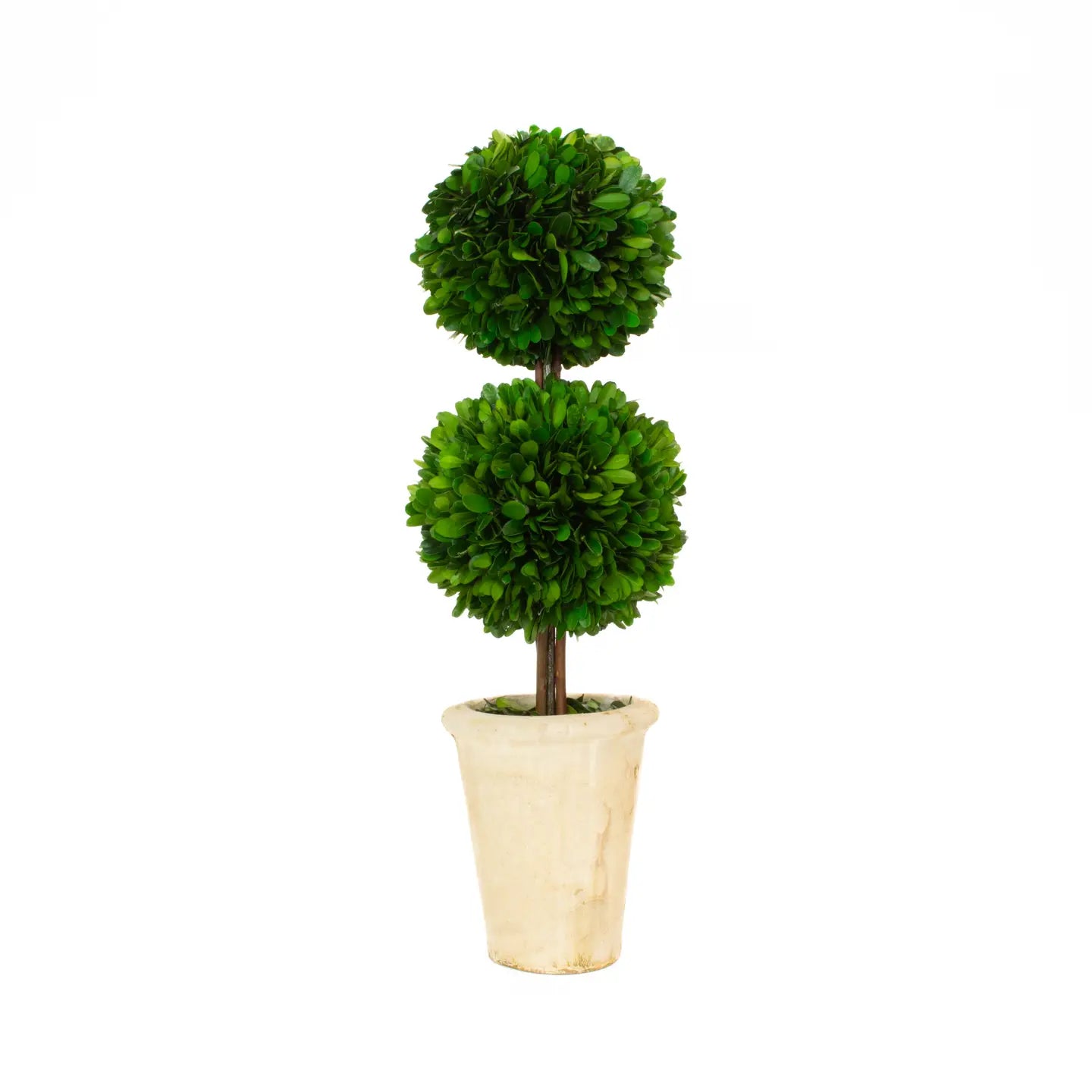 20” Preserved Boxwood
