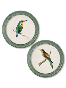 C.1870 Kingfisher and Bee Eater - Round Frame Green - Pair of 2