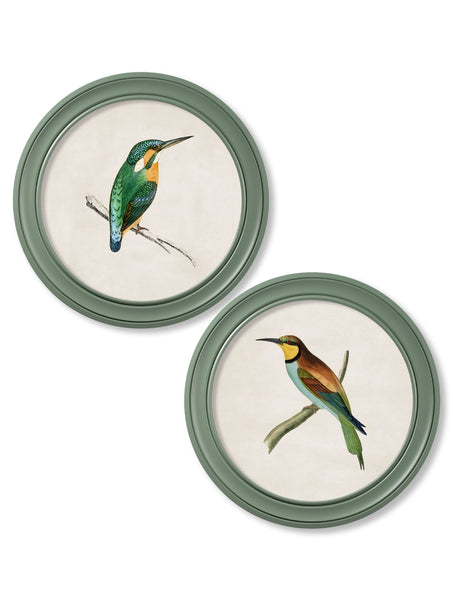 C.1870 Kingfisher and Bee Eater - Round Frame Green - Pair of 2