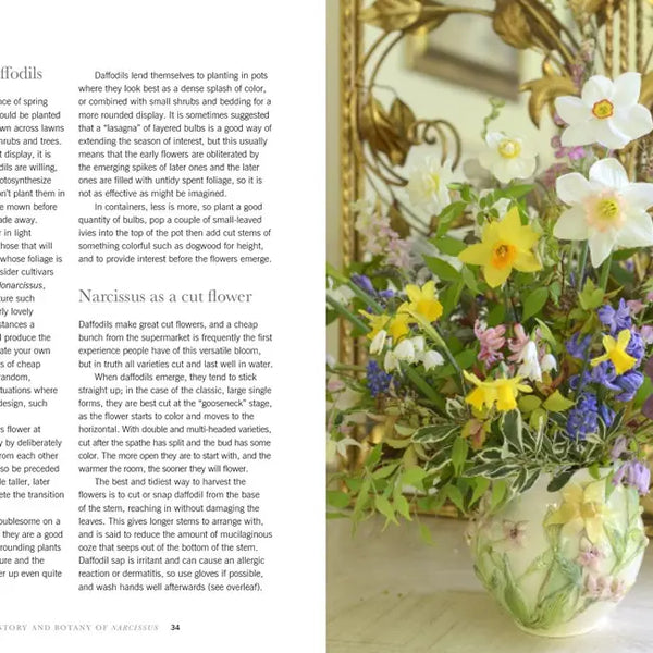 Daffodils: Beautiful Varieties For Home and Garden