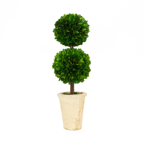 Preserved Boxwood Topiary - Double Ball - 20 Inch