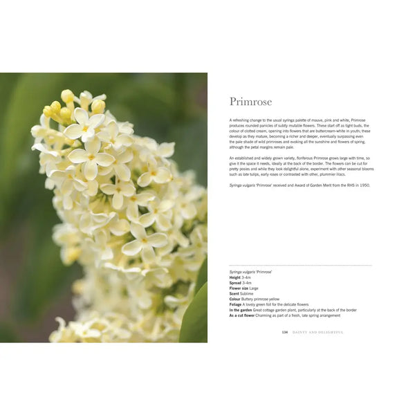 Lilacs: Beautiful Varieties For Home & Garden