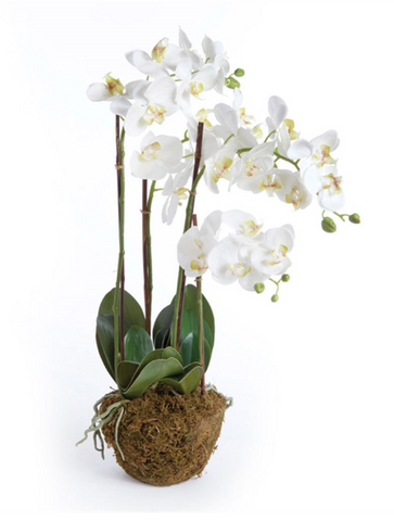 Phalaenopsis Orchid in White 30"