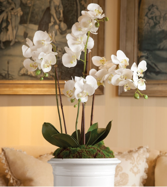 Phalaenopsis Orchid in White 30"