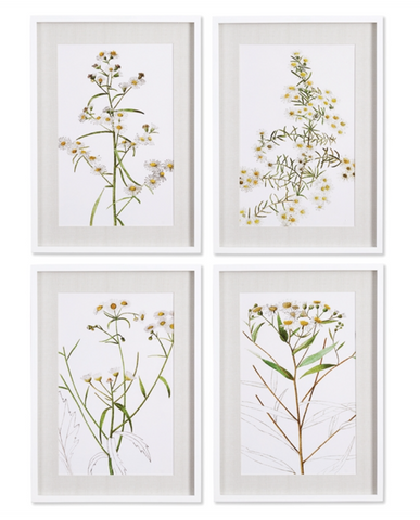 Daisy Prints, Set of 4