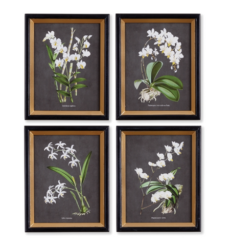 Orchid Study Petite, Set of 4
