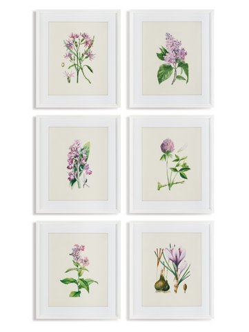 Flower Study Prints, Set of 6