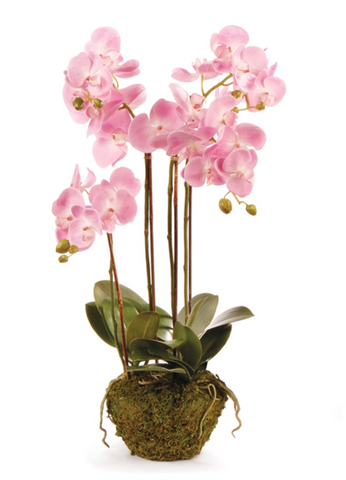 Phalaenopsis Orchid in Pink 30"