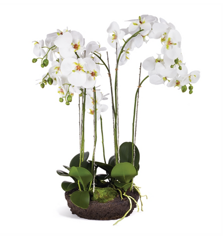 Phalaenopsis Orchid 31.5"