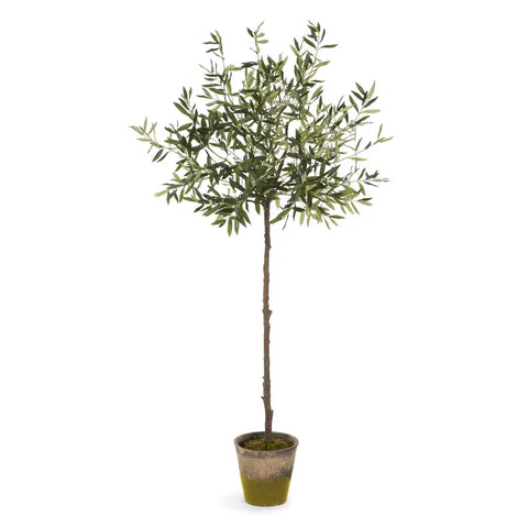 Olive Tree Drop-In 69”